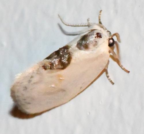 Cilix glaucata